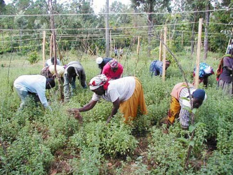 Ocimum kilimandscharicum Infonet Biovision Home